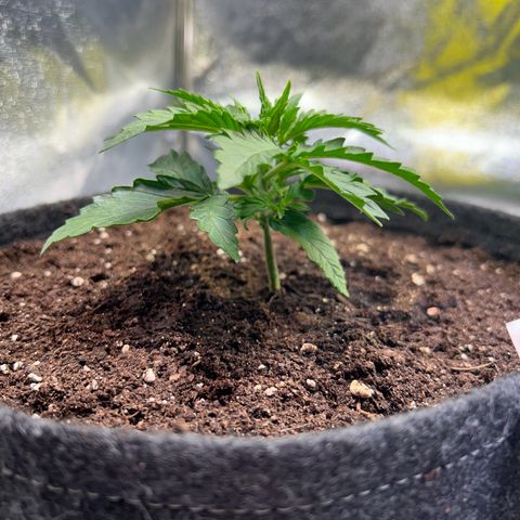 Auto Northern Lights #2 growlog timeline photo