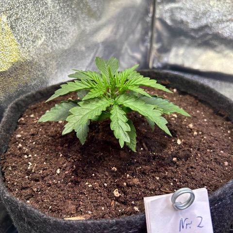 Auto Northern Lights #2 growlog timeline photo