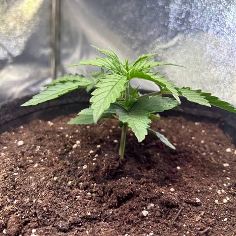 Auto Northern Lights #3 growlog timeline photo