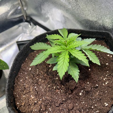 Auto Northern Lights #3 growlog timeline photo