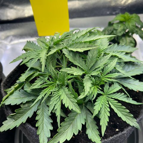 Auto Northern Lights #1 growlog timeline photo