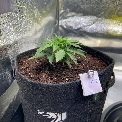 Auto Northern Lights #2 growlog timeline photo