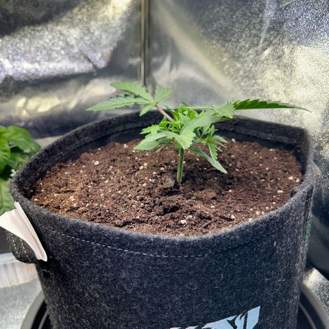 Auto Northern Lights #3 growlog timeline photo