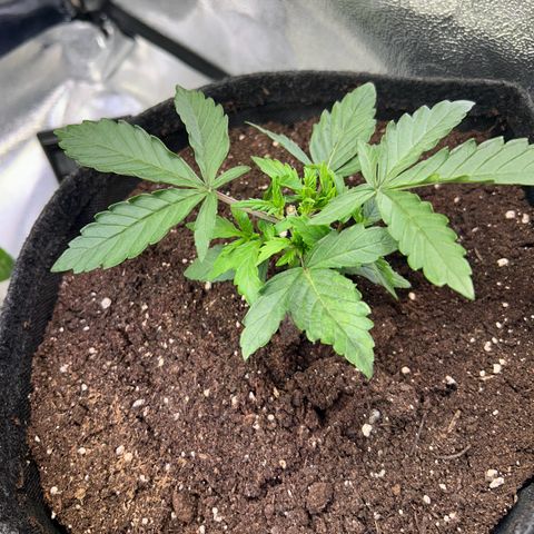 Auto Northern Lights #3 growlog timeline photo