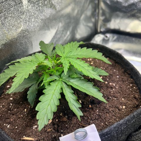 Auto Northern Lights #2 growlog timeline photo
