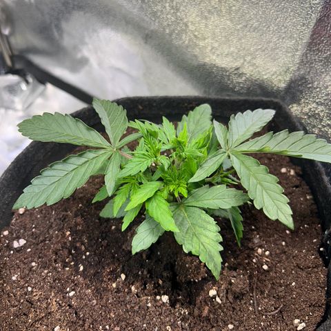 Auto Northern Lights #3 growlog timeline photo