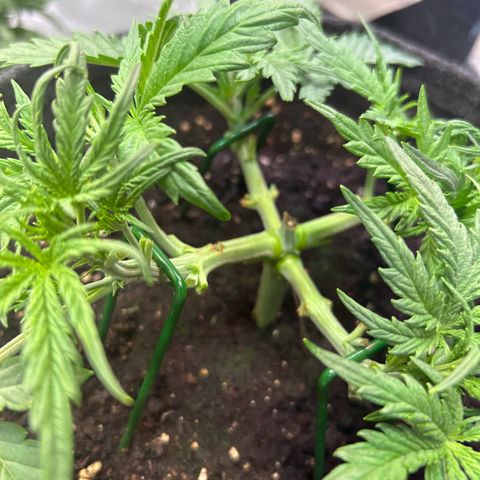 Auto Northern Lights #1 growlog timeline photo