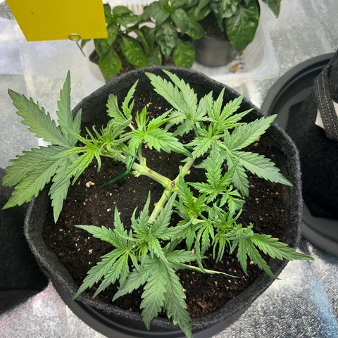 Auto Northern Lights #1 growlog timeline photo