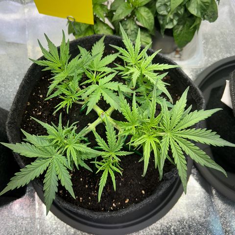 Auto Northern Lights #1 growlog timeline photo