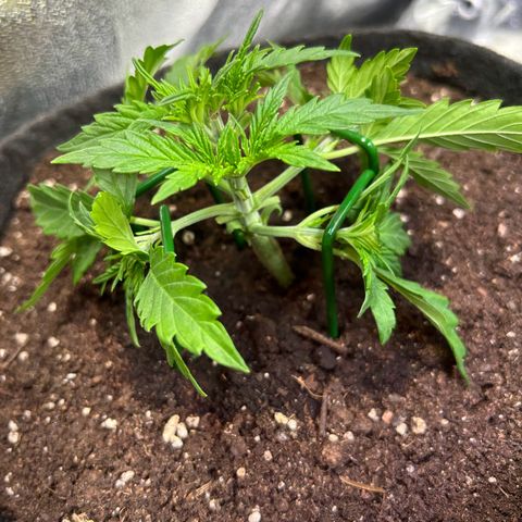 Auto Northern Lights #2 growlog timeline photo