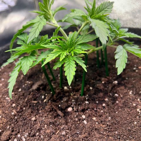 Auto Northern Lights #3 growlog timeline photo