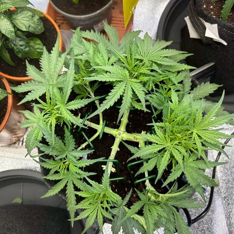 Auto Northern Lights #1 growlog timeline photo