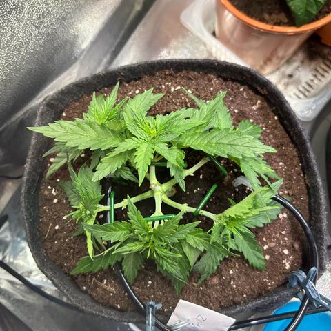 Auto Northern Lights #2 growlog timeline photo