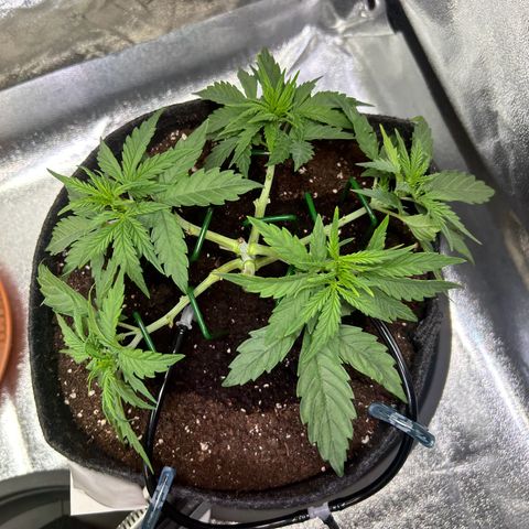 Auto Northern Lights #3 growlog timeline photo
