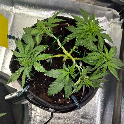 Auto Northern Lights #3 growlog timeline photo