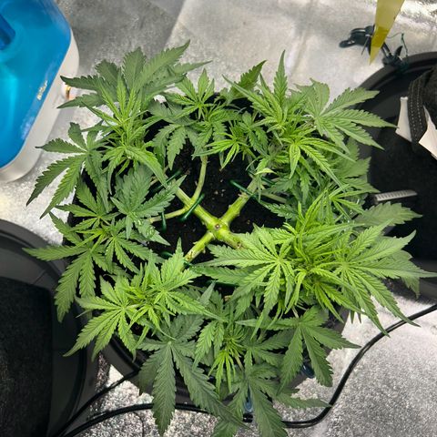 Auto Northern Lights #1 growlog timeline photo