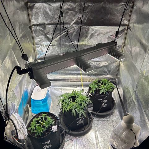Auto Northern Lights #1 growlog timeline photo