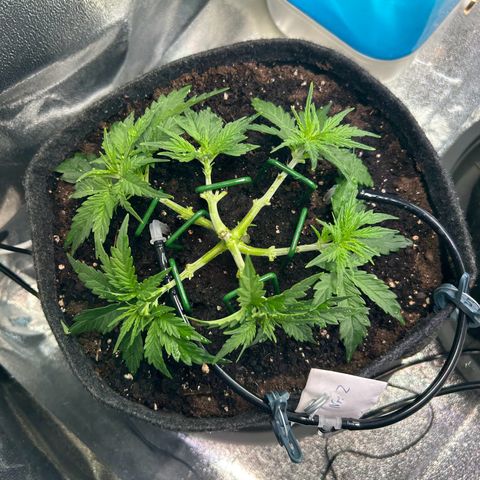 Auto Northern Lights #2 growlog timeline photo