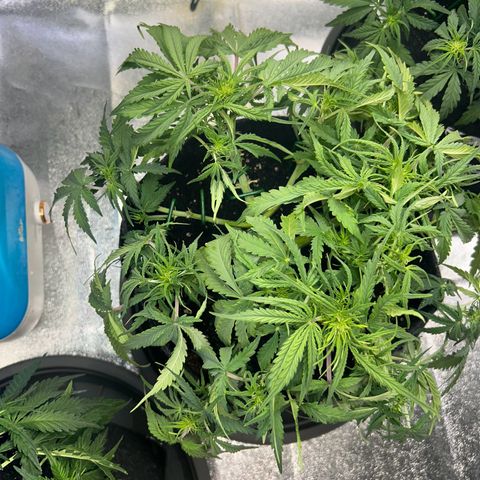 Auto Northern Lights #1 growlog timeline photo