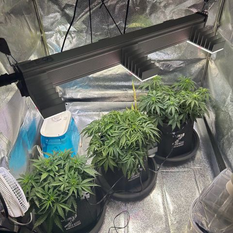 Auto Northern Lights #2 growlog timeline photo