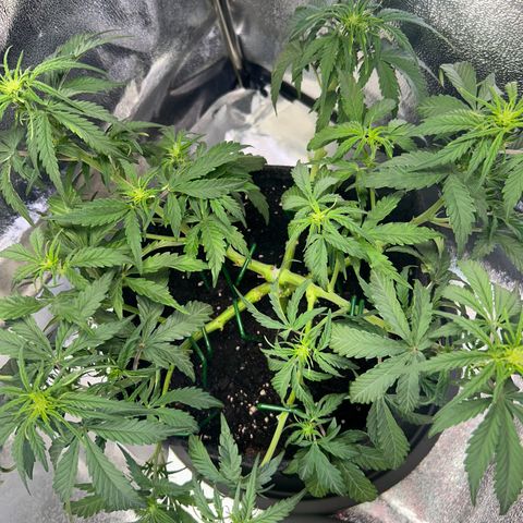 Auto Northern Lights #2 growlog timeline photo