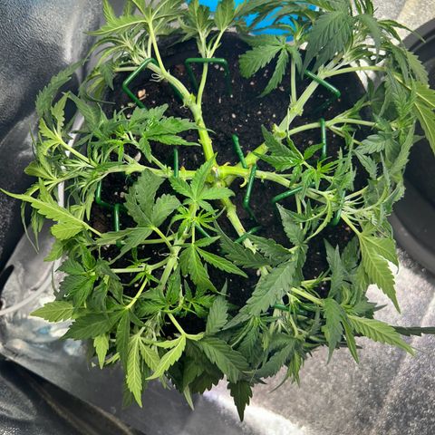 Auto Northern Lights #3 growlog timeline photo