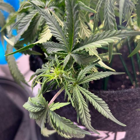 Auto Northern Lights #1 growlog photo: Blüte 
