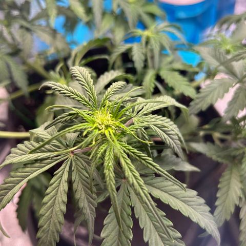Auto Northern Lights #2 growlog photo: Blüte
