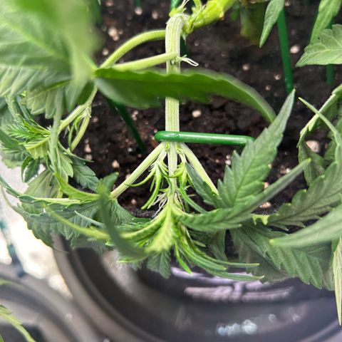 Auto Northern Lights #3 growlog photo: Blüte