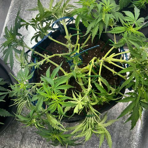 Auto Northern Lights #1 growlog timeline photo