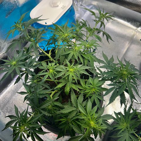 Auto Northern Lights #2 growlog timeline photo