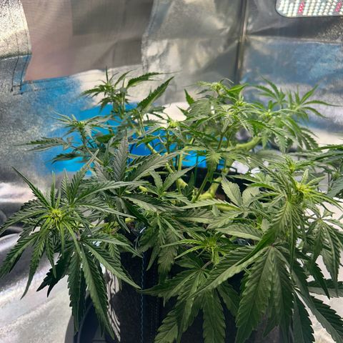 Auto Northern Lights #2 growlog timeline photo