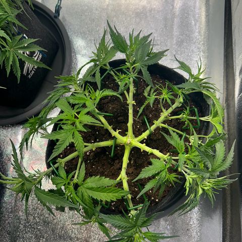 Auto Northern Lights #3 growlog timeline photo