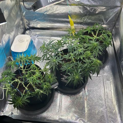 Auto Northern Lights #1 growlog timeline photo