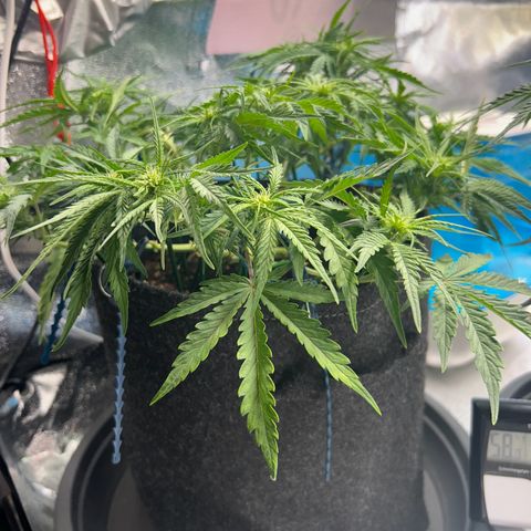 Auto Northern Lights #1 growlog timeline photo