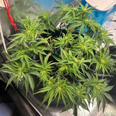 Auto Northern Lights #1 growlog timeline photo
