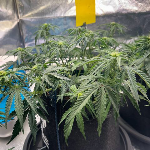 Auto Northern Lights #2 growlog timeline photo
