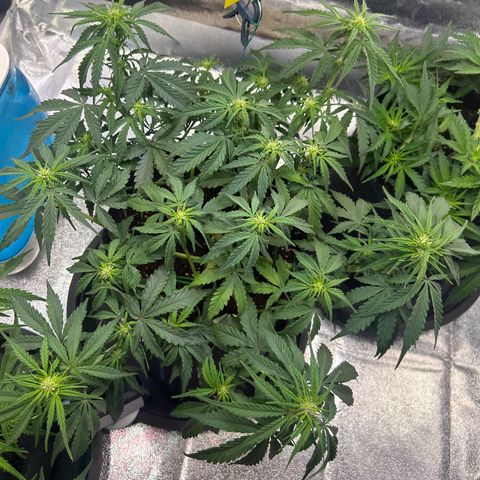 Auto Northern Lights #2 growlog timeline photo