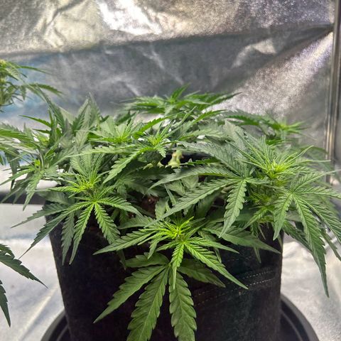 Auto Northern Lights #3 growlog timeline photo