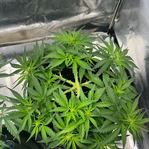 Auto Northern Lights #3 growlog timeline photo