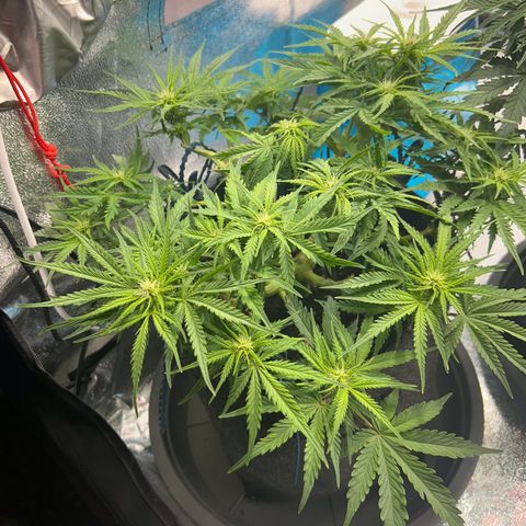 Auto Northern Lights #1 growlog timeline photo