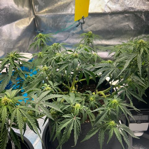Auto Northern Lights #2 growlog timeline photo