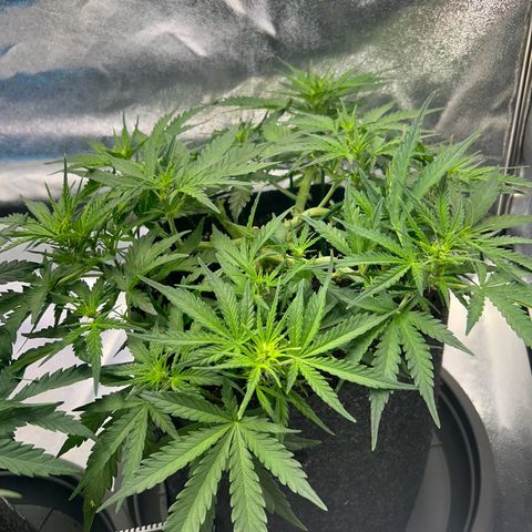 Auto Northern Lights #3 growlog timeline photo