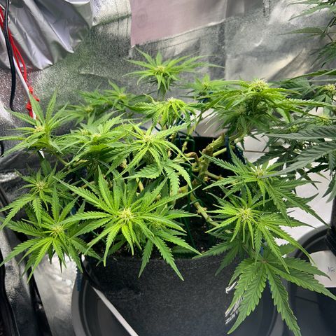 Auto Northern Lights #1 growlog timeline photo