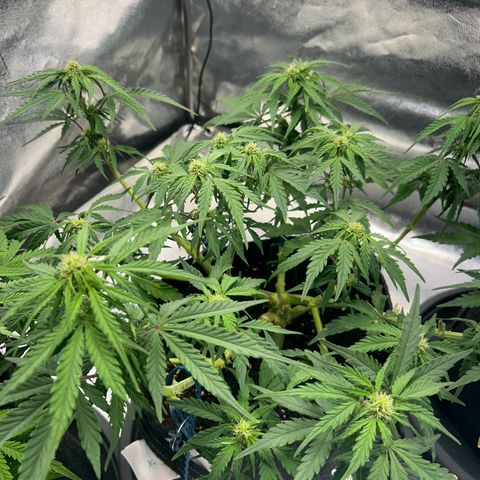 Auto Northern Lights #2 growlog timeline photo