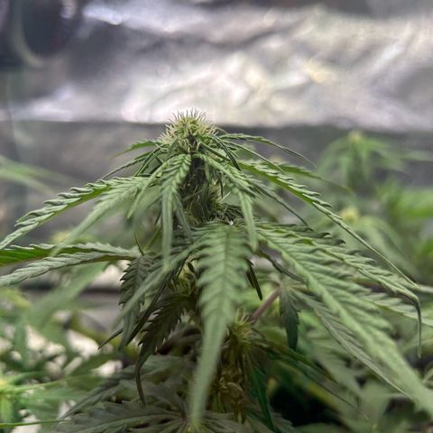 Auto Northern Lights #2 growlog timeline photo