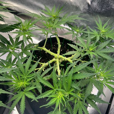 Auto Northern Lights #3 growlog timeline photo