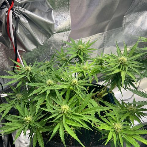 Auto Northern Lights #1 growlog timeline photo