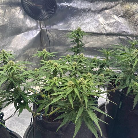 Auto Northern Lights #2 growlog timeline photo