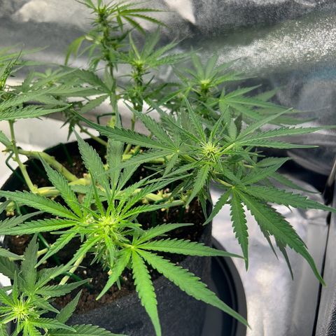 Auto Northern Lights #3 growlog timeline photo